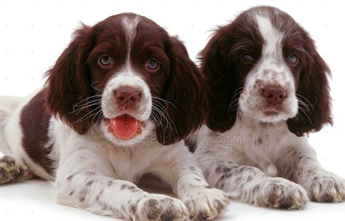 Puppy small slip - slip, for